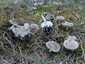 Fenyő-pereszke (Tricholoma terreum), Balaton-felvidék